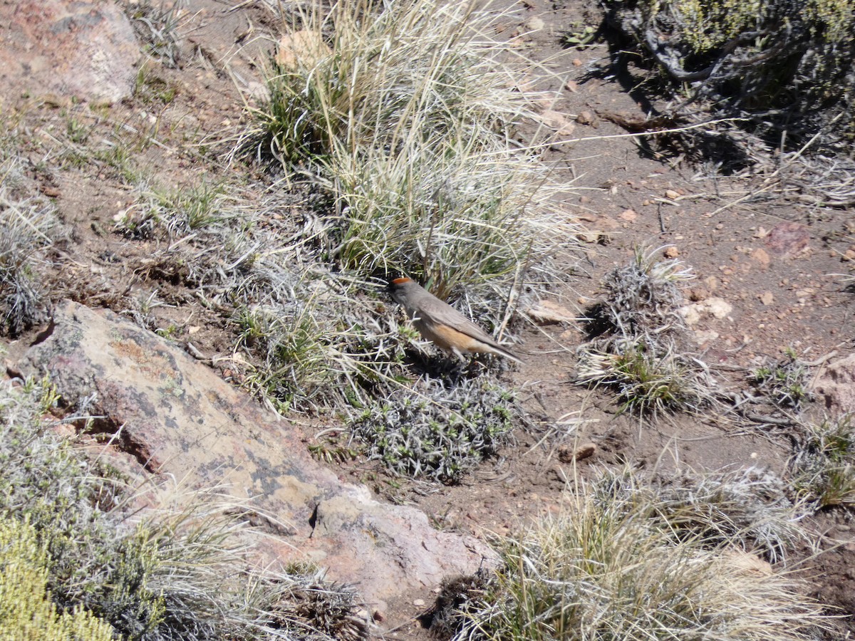 Cinnamon-bellied Ground-Tyrant - ML610191917