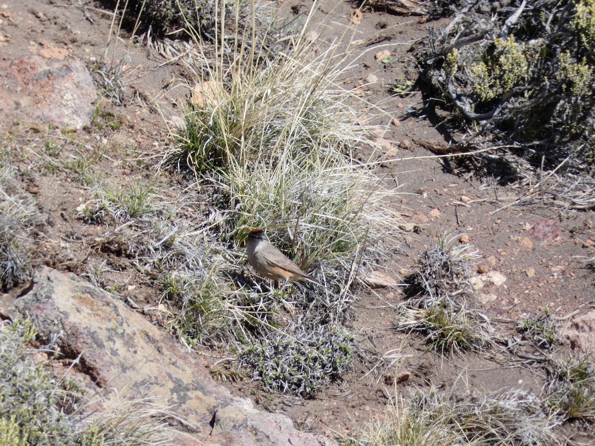 Cinnamon-bellied Ground-Tyrant - ML610191918
