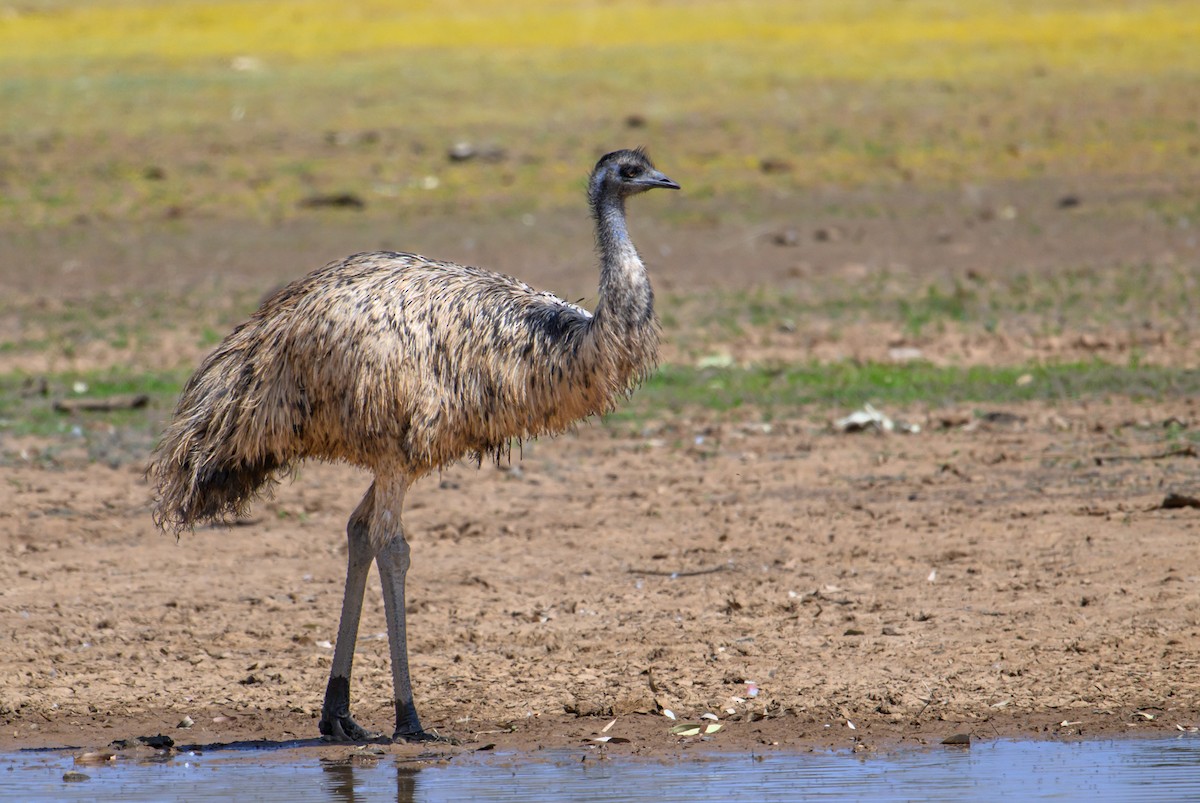 Emu - Mark Lethlean