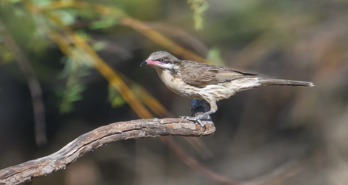 Spiny-cheeked Honeyeater - Mark Lethlean