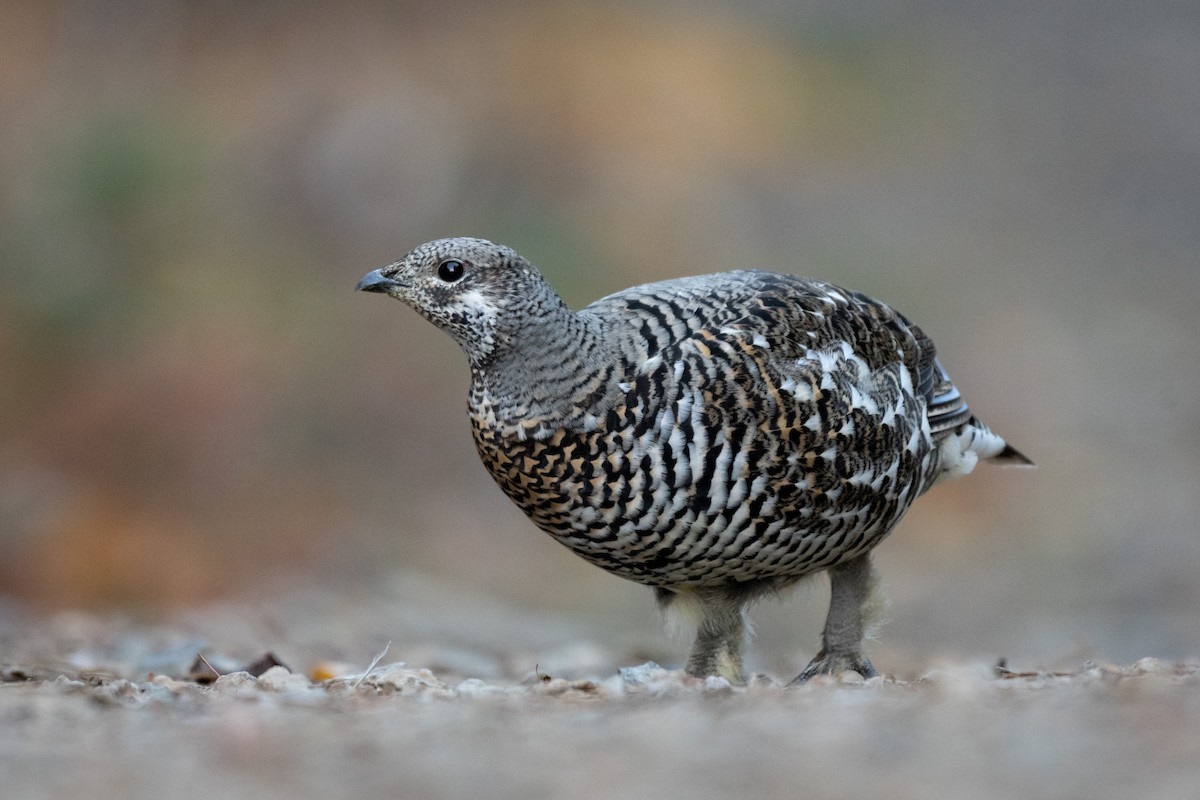 Spruce Grouse - Sam Koenen
