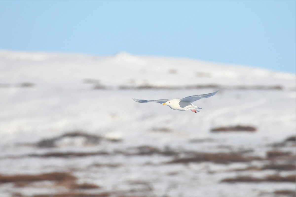 Glaucous Gull - Timothy Piranian