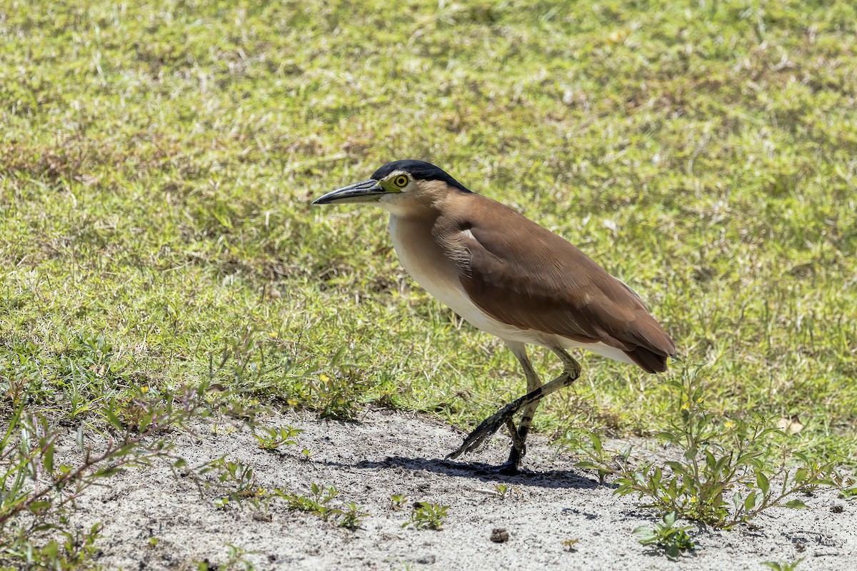 Nankeen Night Heron - ML610192141