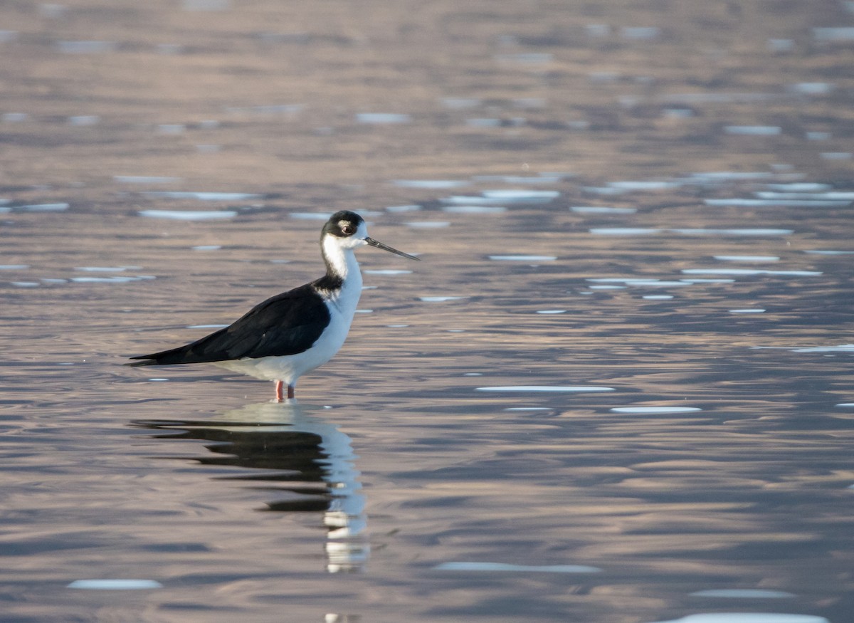 Black-necked Stilt - ML610192144