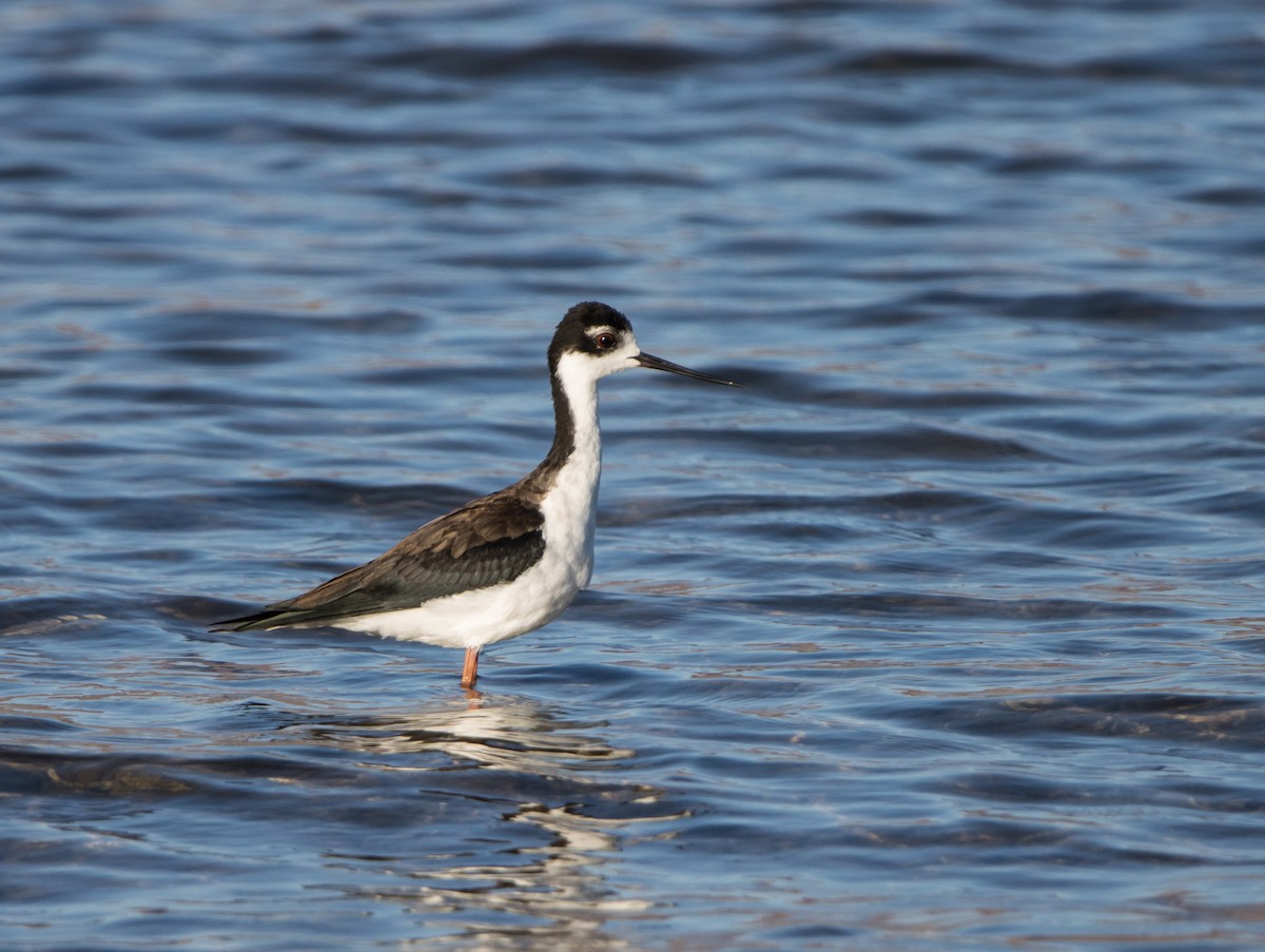 Black-necked Stilt - ML610192149