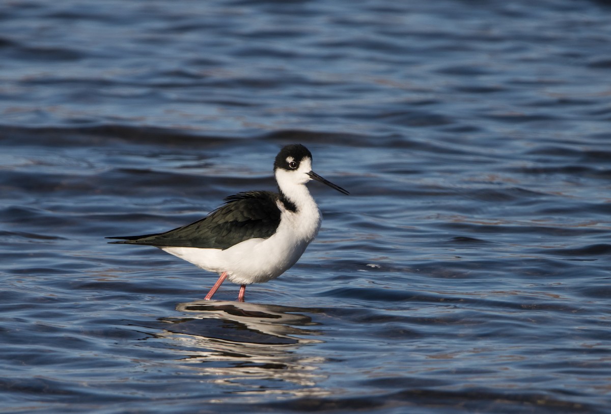 Black-necked Stilt - ML610192152