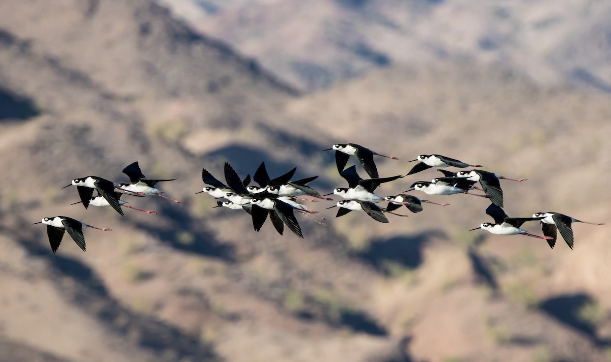 Black-necked Stilt - ML610192157