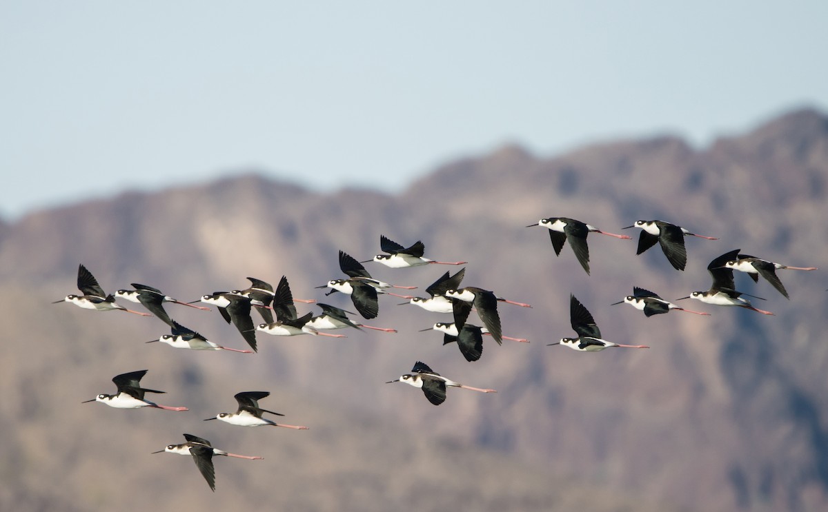 Black-necked Stilt - ML610192160