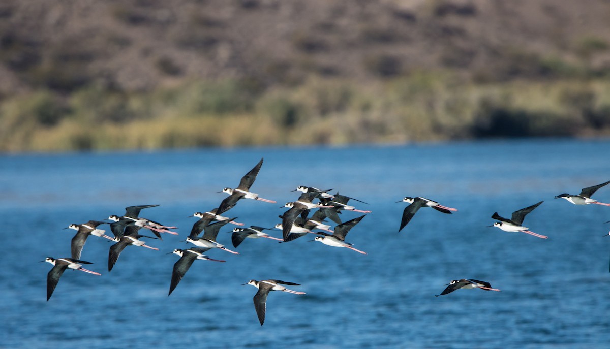 Black-necked Stilt - ML610192163