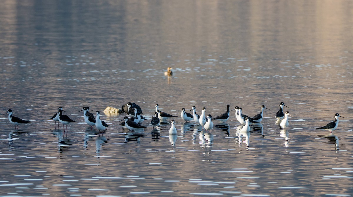 Black-necked Stilt - ML610192167