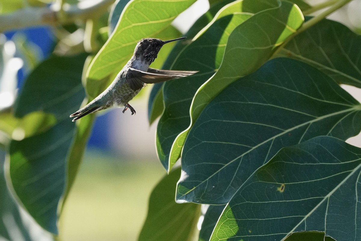 Anna's Hummingbird - Eric Bashor