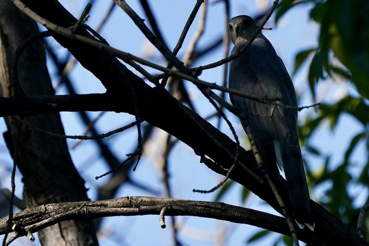 Cooper's Hawk - Eric Bashor