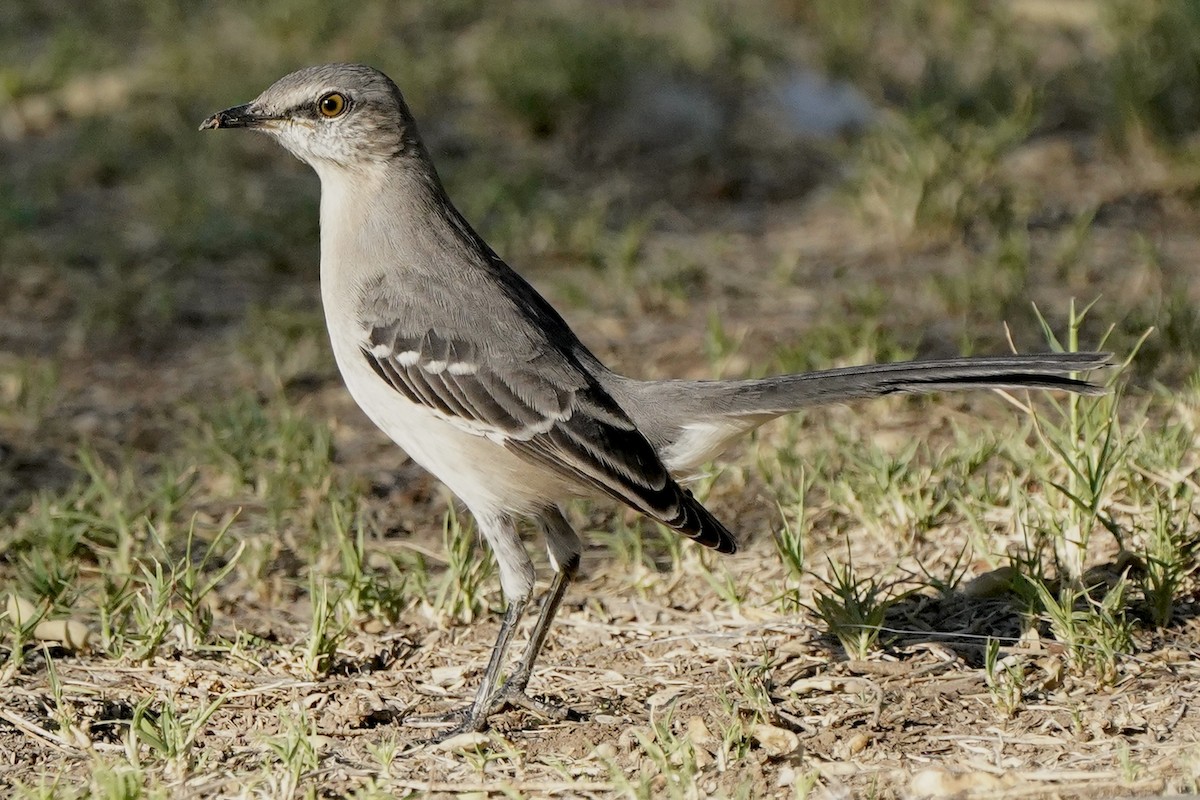 Northern Mockingbird - Eric Bashor