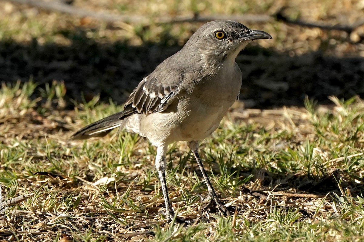 Northern Mockingbird - Eric Bashor