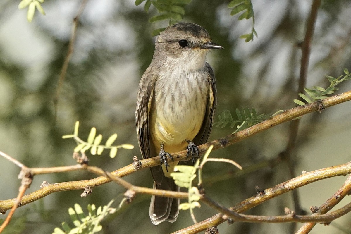 Vermilion Flycatcher - ML610192266