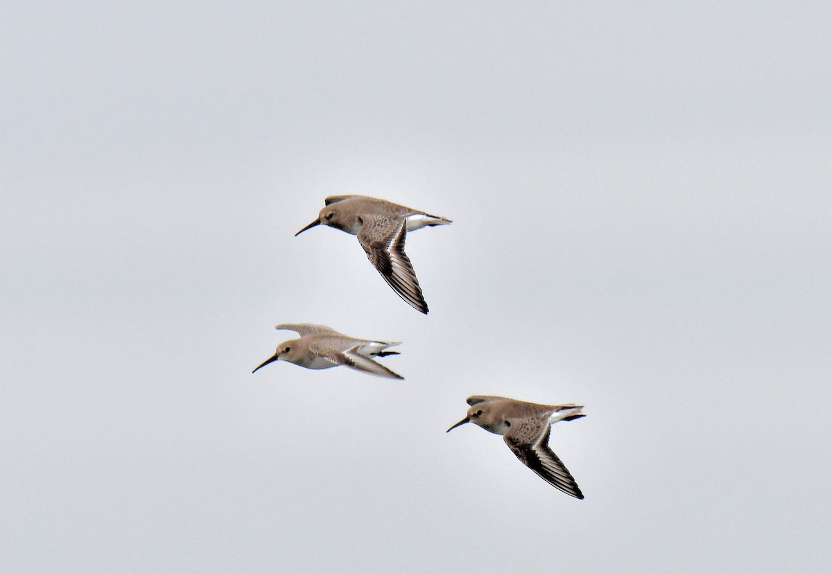 Dunlin (pacifica/arcticola) - Carol Riddell