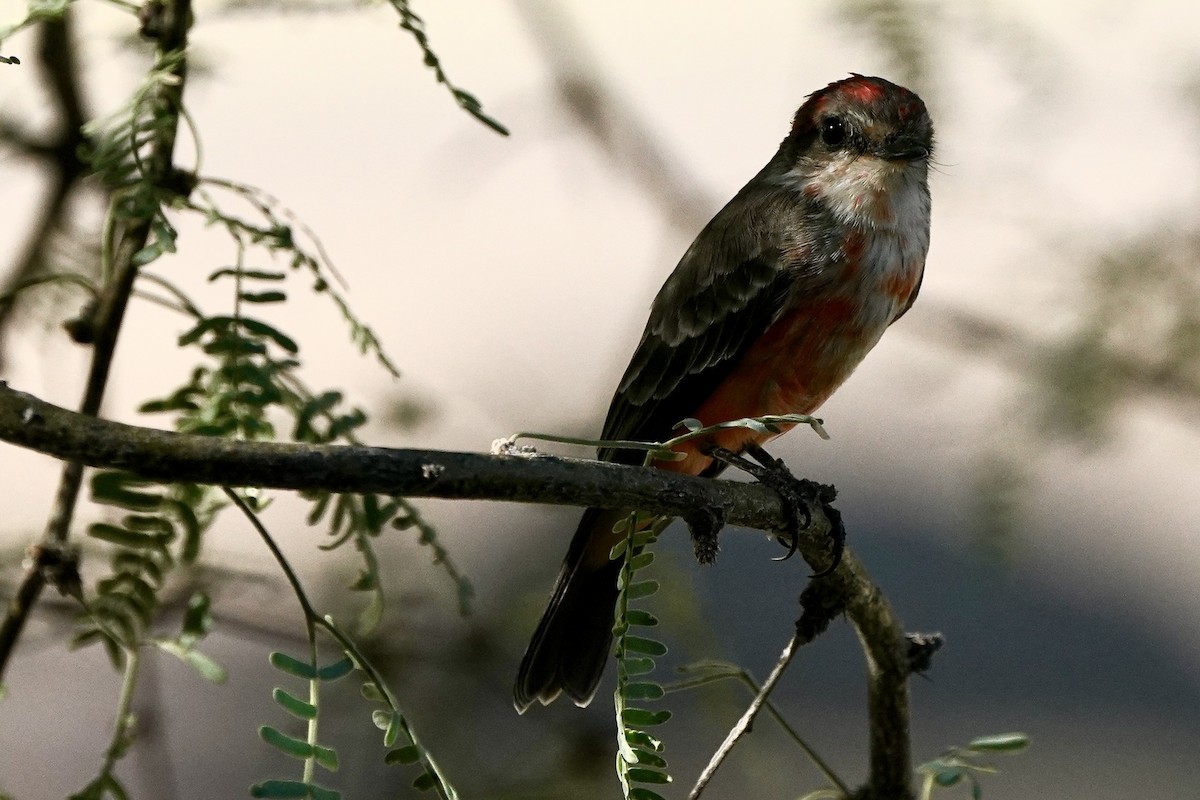 Vermilion Flycatcher - Eric Bashor