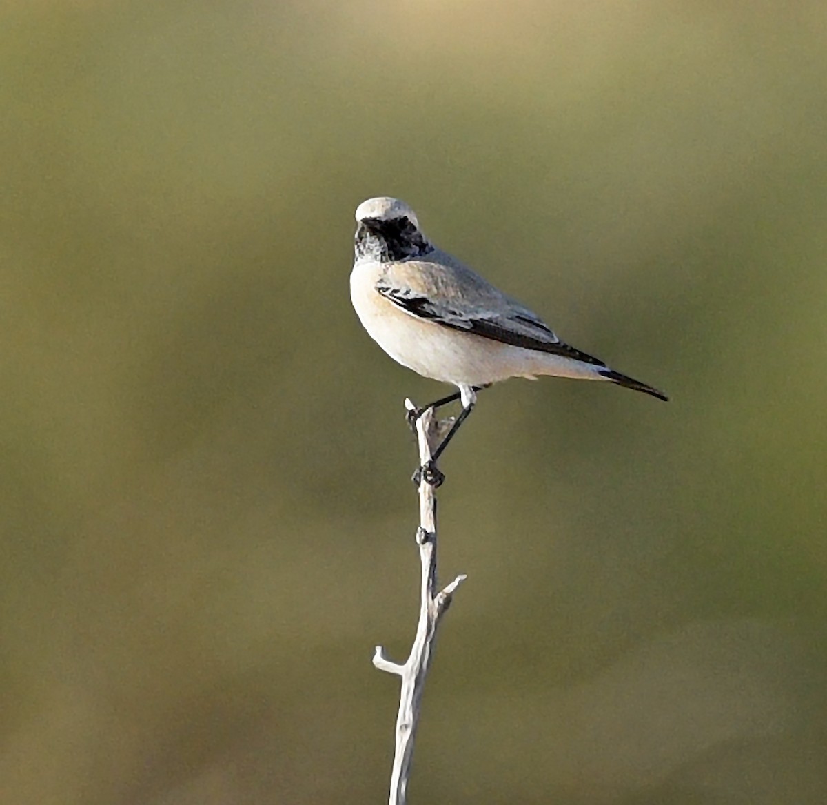 Desert Wheatear - ML610192313