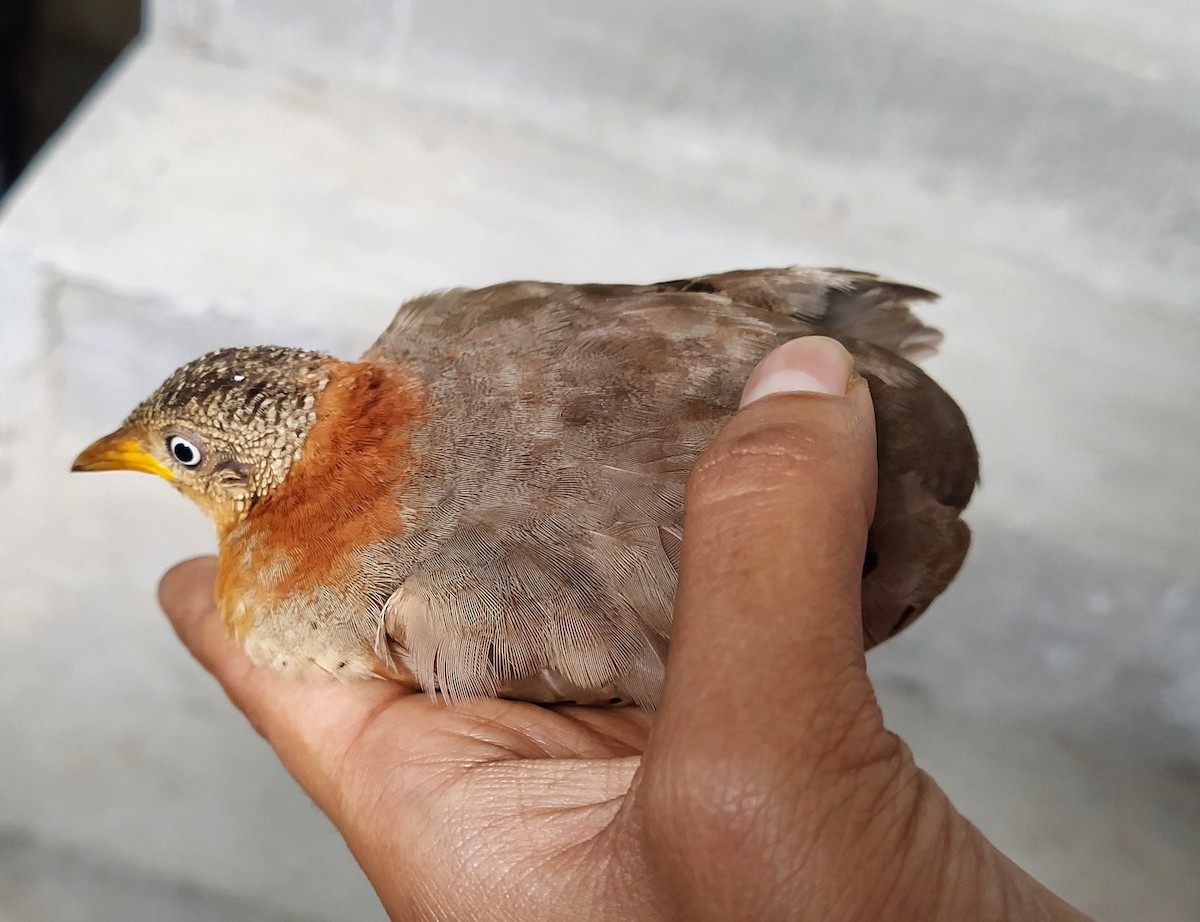 Yellow-legged Buttonquail - Shameer Kodiyathur