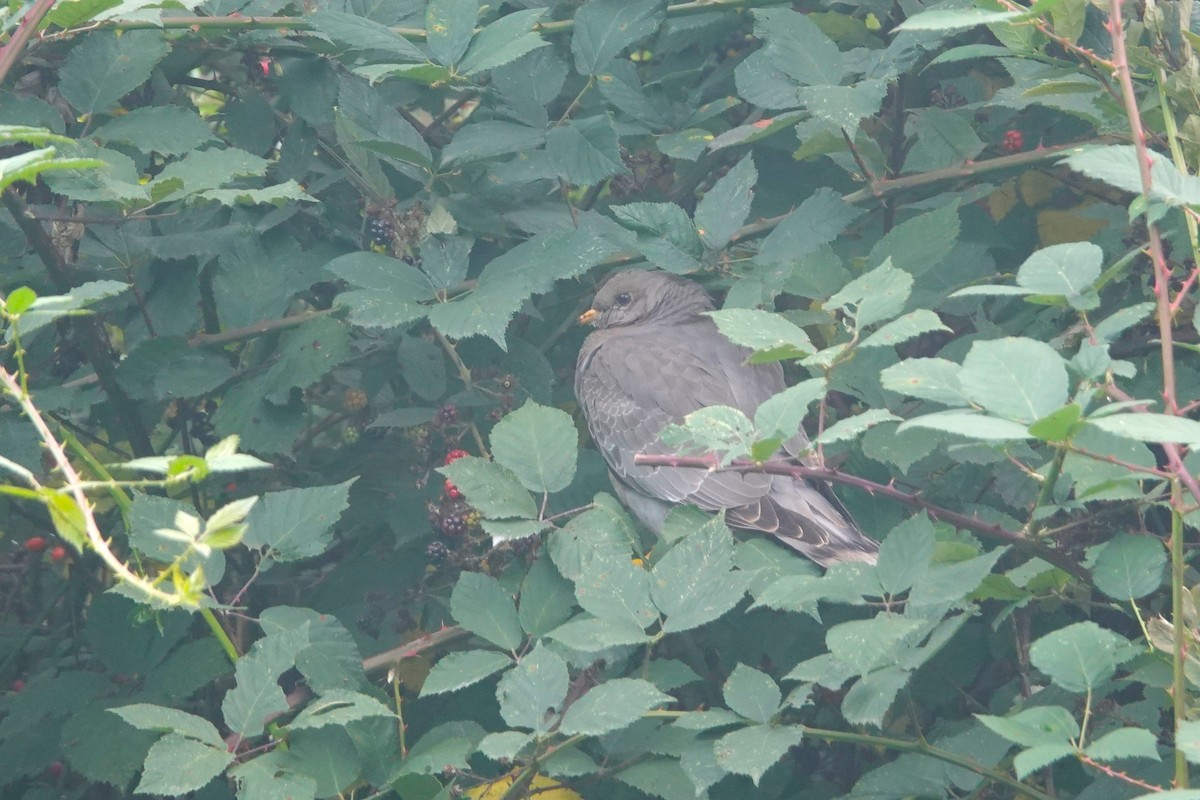 Band-tailed Pigeon - ML610192641