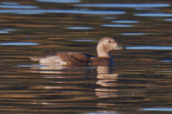 Long-tailed Duck - Harlan Stewart