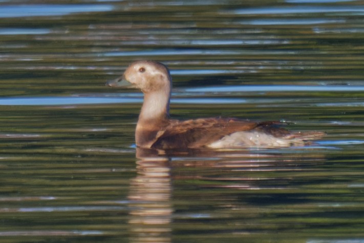 Long-tailed Duck - ML610192736