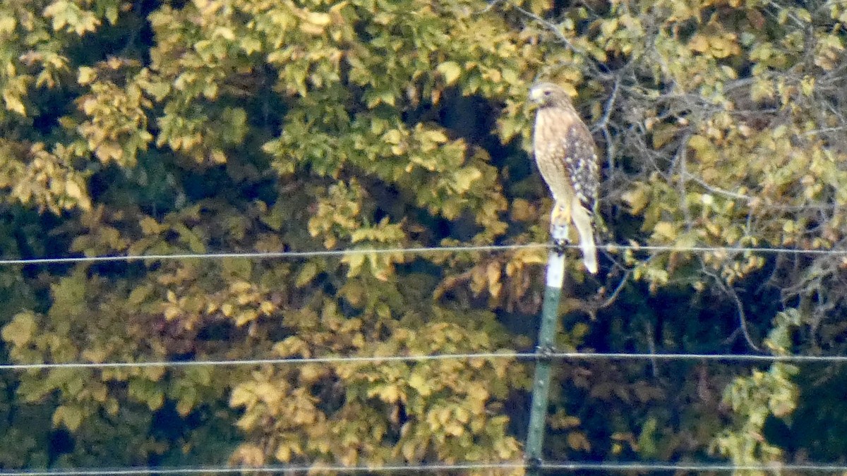 Red-shouldered Hawk - Andy Brown