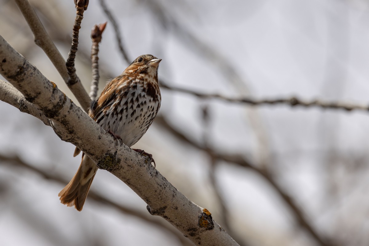 Fox Sparrow - ML610192783