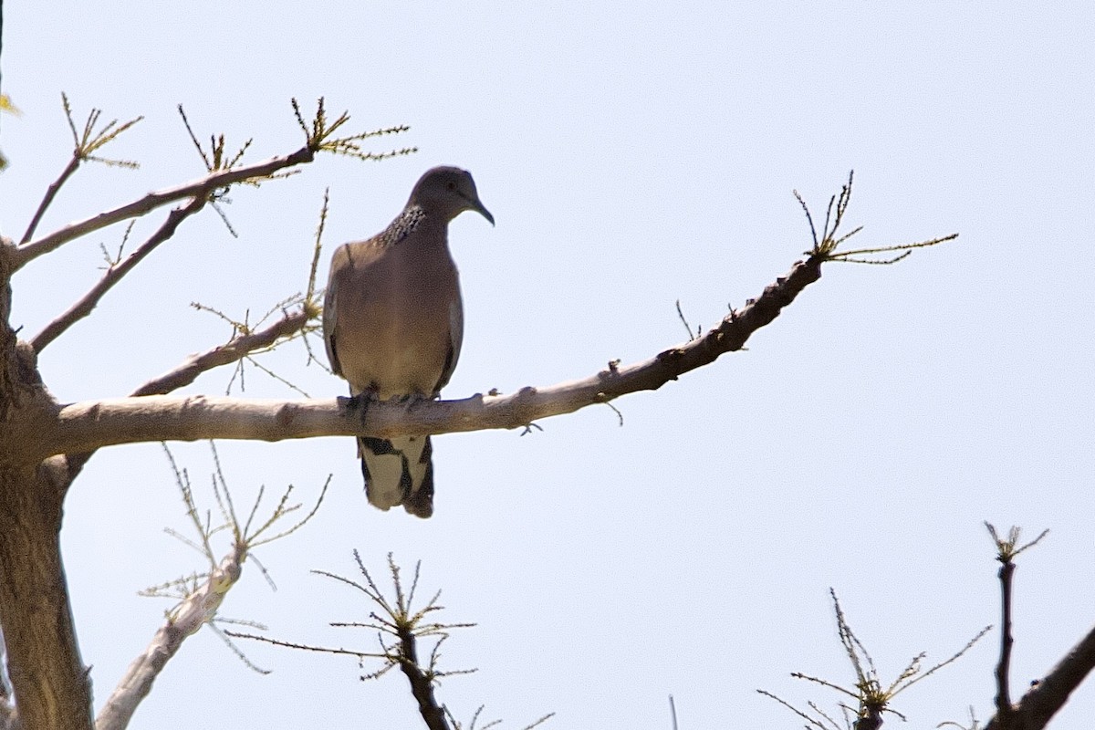 珠頸斑鳩 - ML610192936