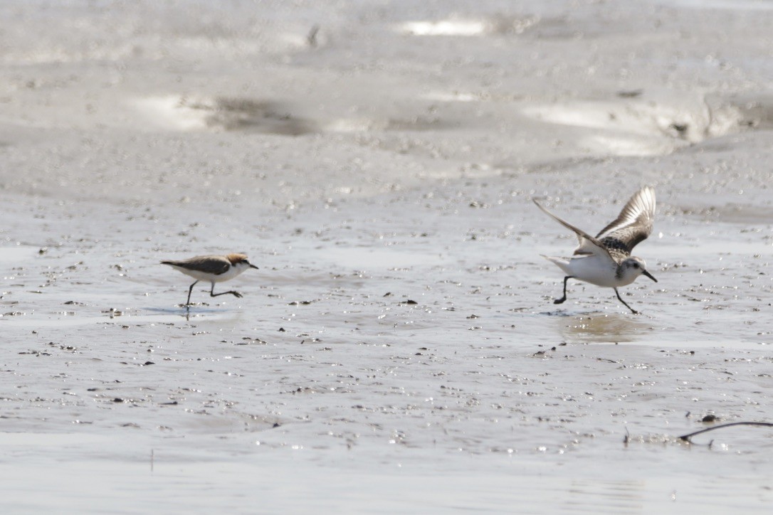 Red-capped Plover - ML610192962