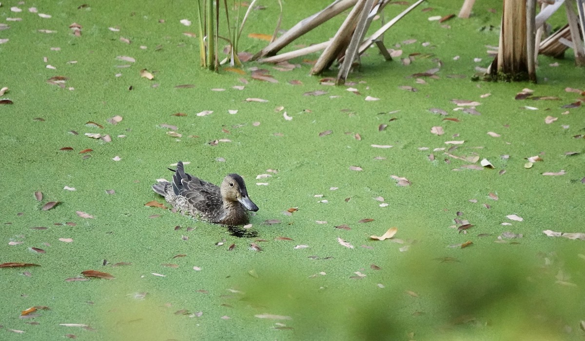 Green-winged Teal - ML610192968