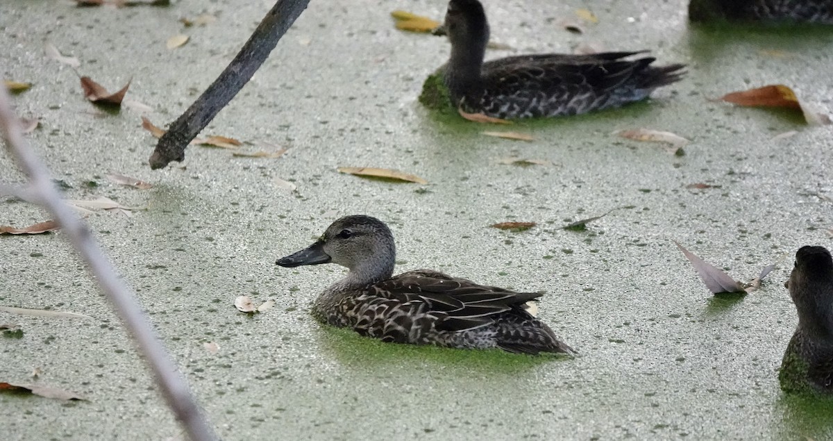 Green-winged Teal - Gina Correa