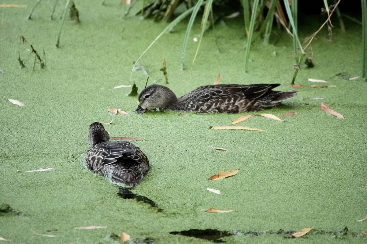 Green-winged Teal - Gina Correa