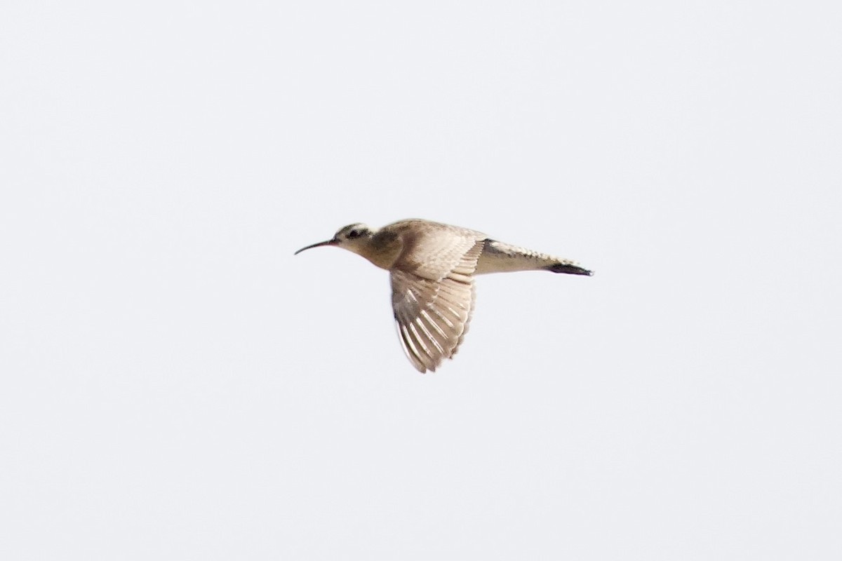 Little Curlew - Jose Antonio Cabo Bujan