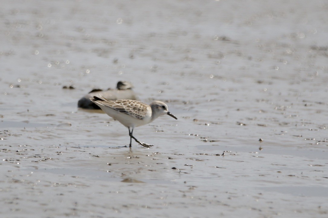 Red-necked Stint - ML610192983