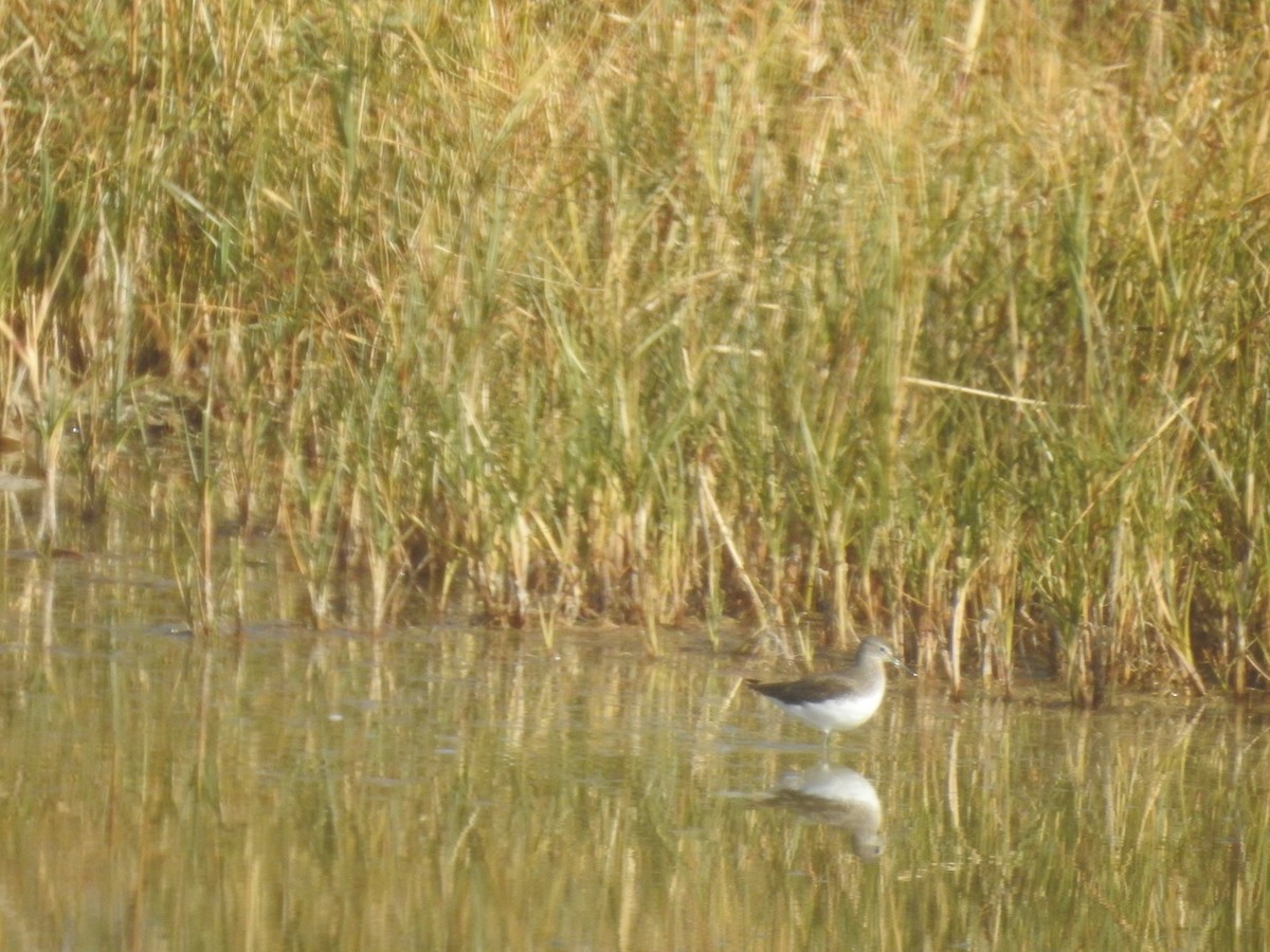 Green Sandpiper - ML610192995