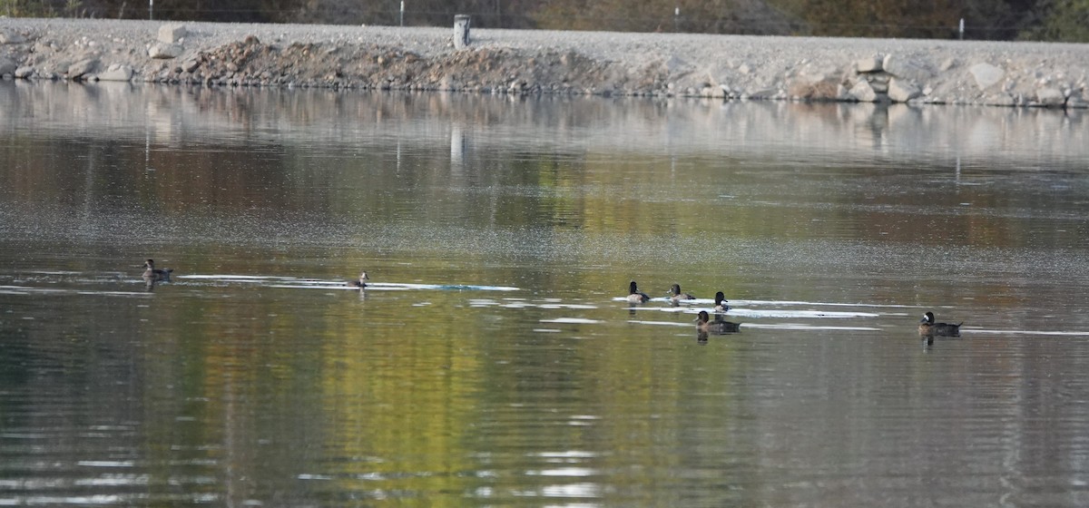 Lesser Scaup - ML610192998