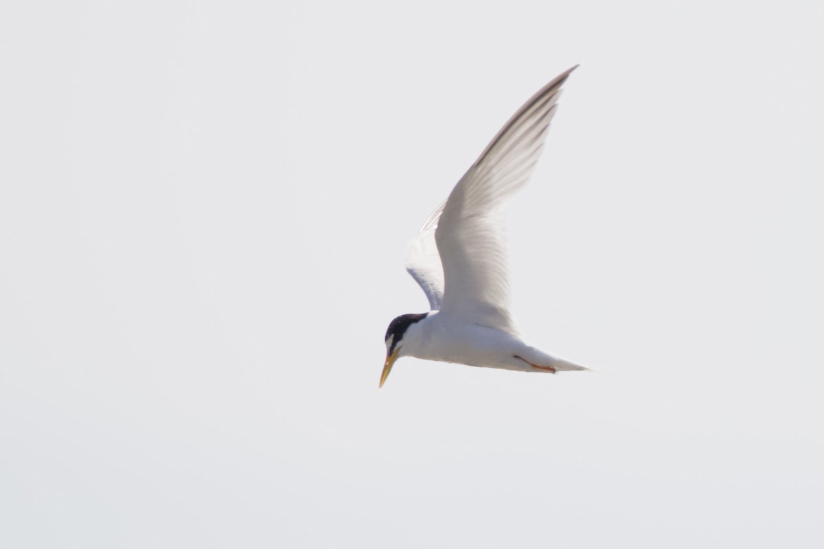 Little Tern - ML610193000