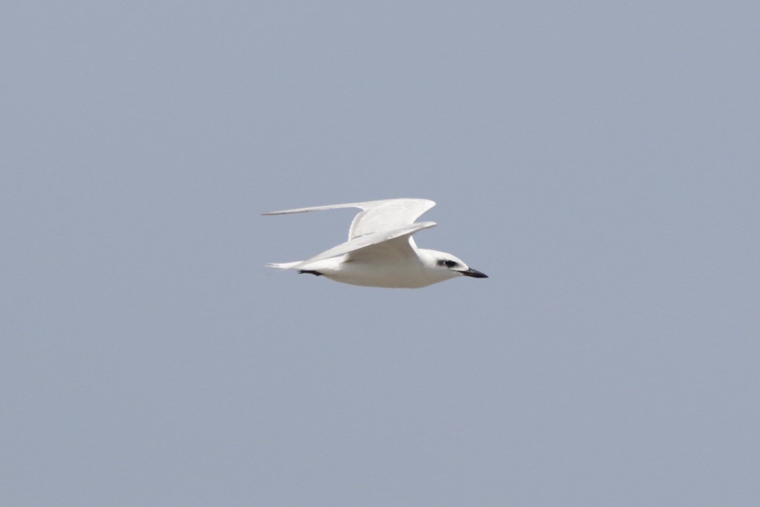 Gull-billed Tern - ML610193009