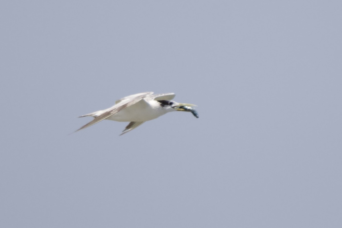 Great Crested Tern - ML610193014