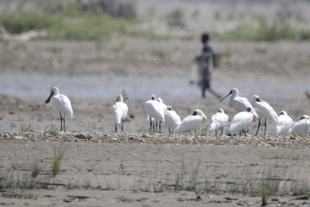 Royal Spoonbill - ML610193032