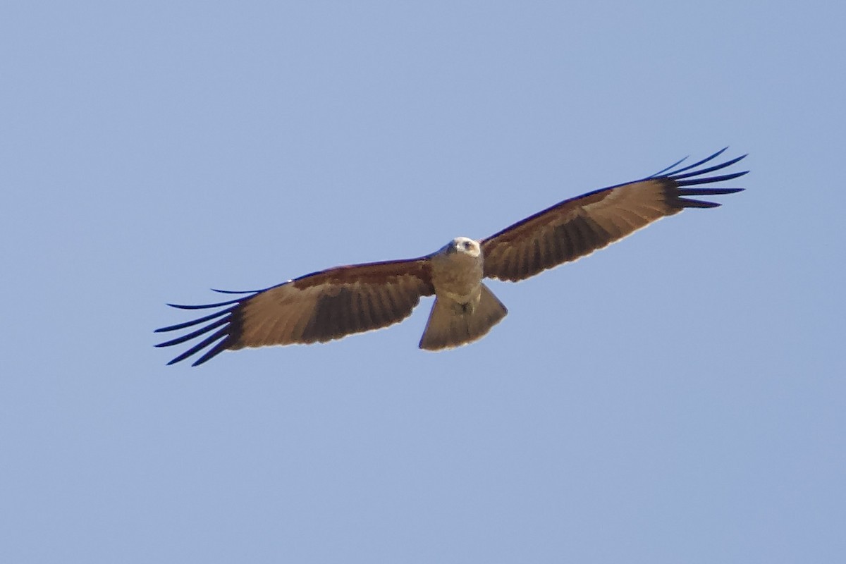 Brahminy Kite - ML610193034