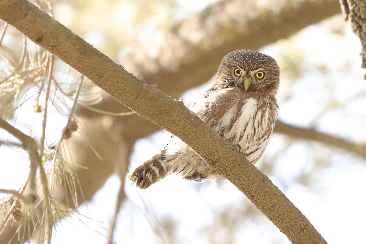 Peruvian Pygmy-Owl - ML610193230