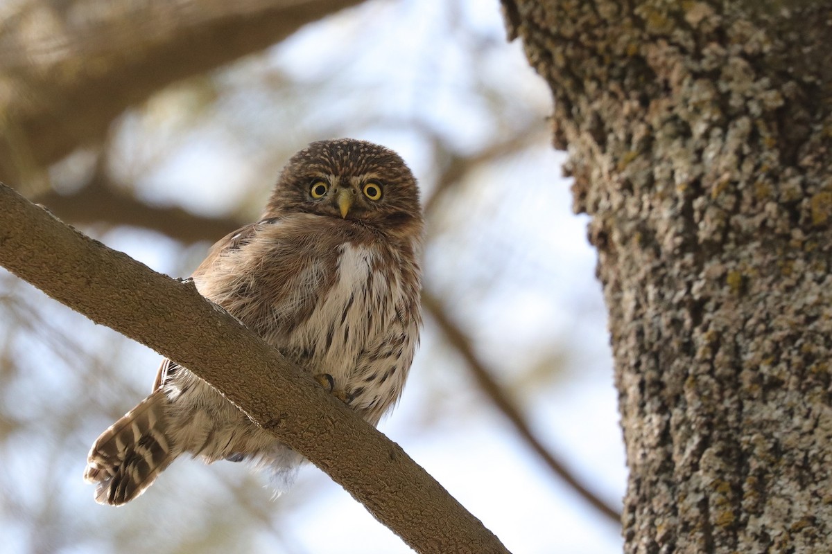 Peruvian Pygmy-Owl - ML610193231