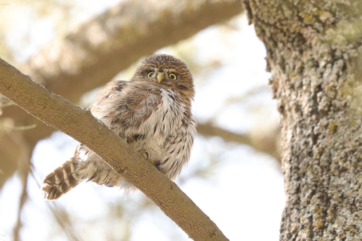 Peruvian Pygmy-Owl - ML610193232