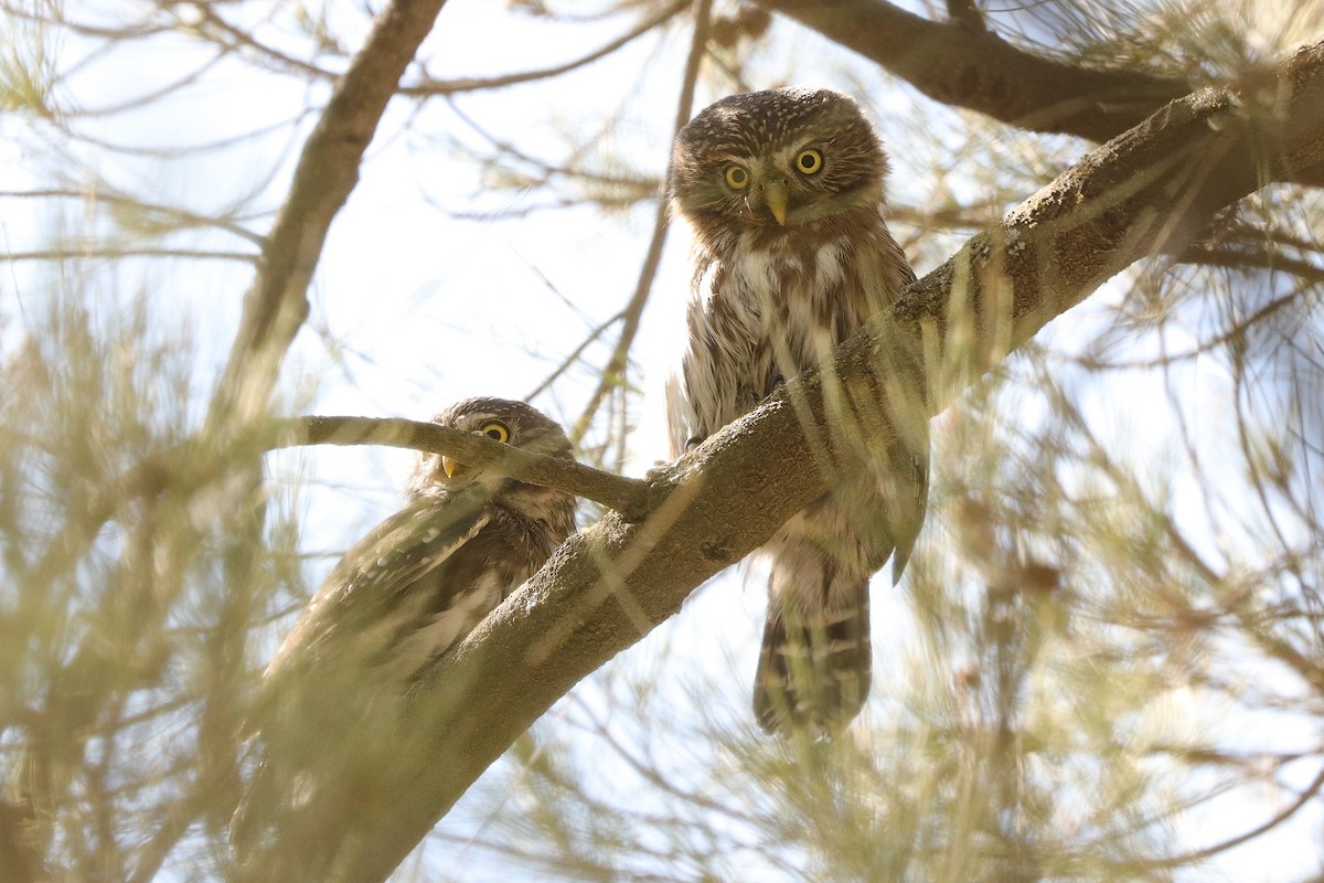 Peruvian Pygmy-Owl - ML610193233