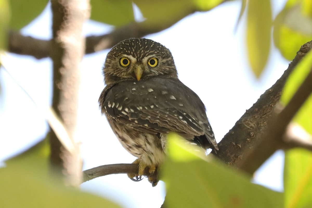 Peruvian Pygmy-Owl - ML610193234