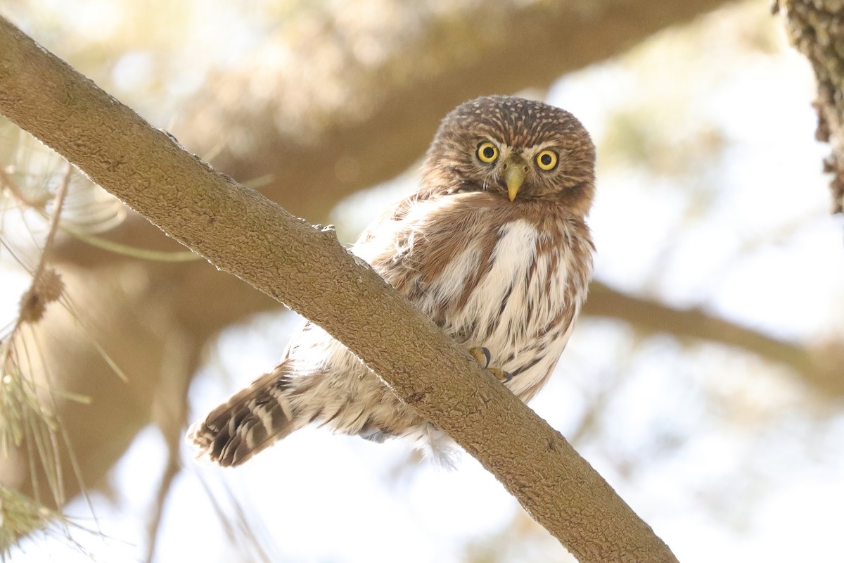 Peruvian Pygmy-Owl - ML610193235