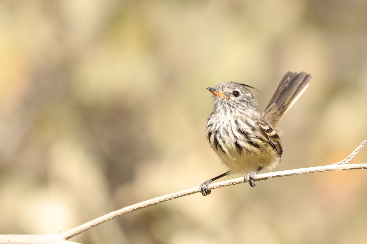 Yellow-billed Tit-Tyrant - ML610193244