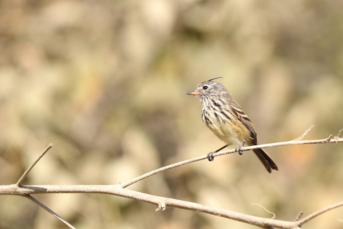 Yellow-billed Tit-Tyrant - ML610193245